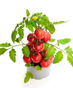 Cherry Red Tomato Live Plants - 2 Pack, 4 Inch Pot, 6-8 Inch Tall Starter - Image 1