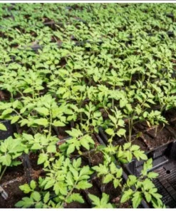 Cherry Tomato Live Plant – Sweet Red Fruits – 3 Plants per Pot – 3-5 Inch Tall – 4 Inch Pot - Image 10