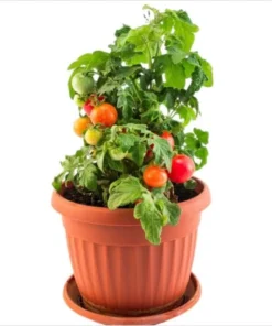 Cherry Tomato Live Plant – Sweet Red Fruits – 3 Plants per Pot – 3-5 Inch Tall – 4 Inch Pot - Image 2