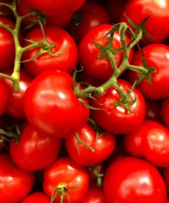 Cherry Tomato Live Plant – Sweet Red Fruits – 3 Plants per Pot – 3-5 Inch Tall – 4 Inch Pot - Image 3