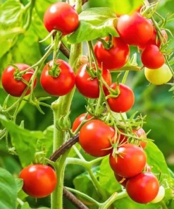 Cherry Tomato Live Plant – Sweet Red Fruits – 3 Plants per Pot – 3-5 Inch Tall – 4 Inch Pot - Image 4
