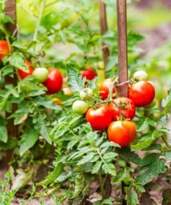 Cherry Tomato Live Plant – Sweet Red Fruits – 3 Plants per Pot – 3-5 Inch Tall – 4 Inch Pot - Image 6