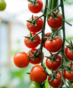 Cherry Tomato Live Plant – Sweet Red Fruits – 3 Plants per Pot – 3-5 Inch Tall – 4 Inch Pot - Image 7