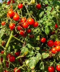 Cherry Tomato Live Plant – Sweet Red Fruits – 3 Plants per Pot – 3-5 Inch Tall – 4 Inch Pot - Image 8