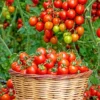 Cherry Tomato Live Plant – Sweet Red Fruits – 3 Plants per Pot – 3-5 Inch Tall – 4 Inch Pot - Image 1