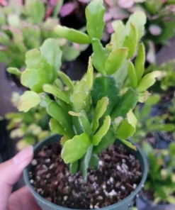 Christmas Cactus Live Plant – Schlumbergera x Buckleyi – Pinkish Red Flower – 2 Inch Pot – Indoor/Outdoor - Image 3