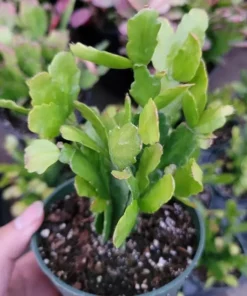 Christmas Cactus Live Plant – Schlumbergera x Buckleyi – Pinkish Red Flower, 2 Inch Pot - Image 5