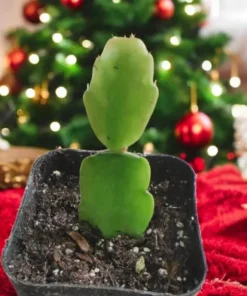 Christmas Cactus Live Plant – Schlumbergera x Buckleyi – Pinkish Red Flower – 2 Inch Pot – Indoor/Outdoor - Image 6