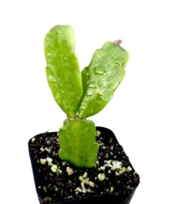 Christmas Cactus Live Plant – Schlumbergera x Buckleyi – Pinkish Red Flower, 2 Inch Pot - Image 6