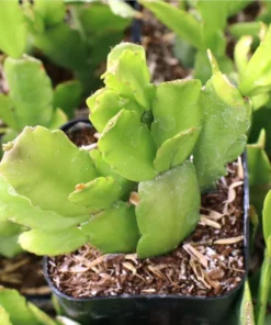 Christmas Cactus Live Starter Plant - Pinkish Red Flower, 4 Inch Pot - Image 4