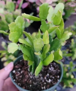 Christmas Cactus Live Starter Plant - Pinkish Red Flower, 4 Inch Pot - Image 6