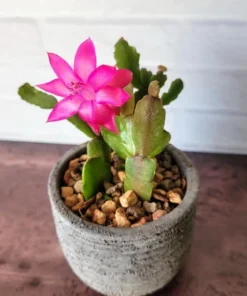 Christmas Cactus Live Starter Plant - Pinkish Red Flower, 4 Inch Pot - Image 1