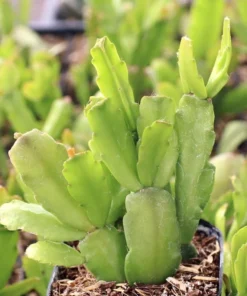 Christmas Cactus Schlumbergera x Buckleyi Live Starter Plant, Pinkish Red Flower, 4 Inch Pot - Image 2