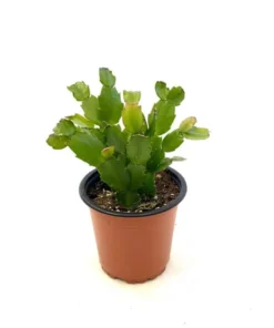 Christmas Cactus Schlumbergera x Buckleyi Live Starter Plant, Pinkish Red Flower, 4 Inch Pot - Image 3