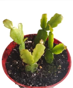 Christmas Cactus Schlumbergera x Buckleyi Live Starter Plant, Pinkish Red Flower, 4 Inch Pot - Image 6