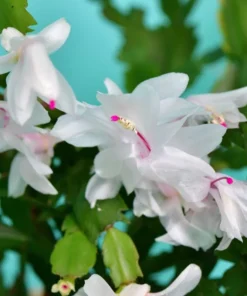 Christmas & Thanksgiving Cactus Live Plants - 2-Pack, 4-6