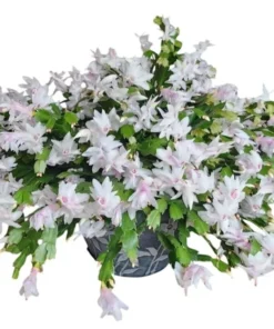 Christmas & Thanksgiving Cactus Live Plants - 2-Pack, 4-6" Tall Schlumbergera Flower Starter - Image 1