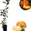 Clementine Tree Live Plant - 2 to 3 Feet Tall, 3 Gallon Pot, Sweet Citrus Fruit - Image 1