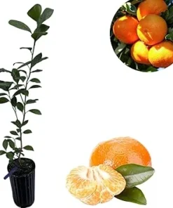 Clementine Tree Live Plant – Sweet Mandarin Orange Citrus – 2-3 Feet Tall – 3 Gallon Pot - Image 5