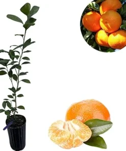 Clementine Tree Live Plant – Sweet Mandarin Orange Citrus – 2-3 Feet Tall – 3 Gallon Pot - Image 7