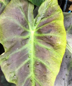 Colocasia Esculenta Elephant Ear Live Plant – 5-9" Tall – Easy Care - Image 2