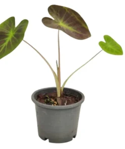 Colocasia Esculenta Elephant Ear Live Plant – 5-9