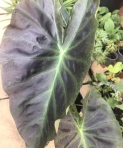Colocasia Esculenta Elephant Ear Live Plant – 5-9