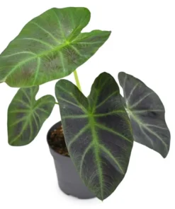 Colocasia Esculenta Elephant Ear Live Plant – 5-9" Tall – Easy Care - Image 1