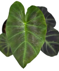 Colocasia Esculenta Elephant Ear Live Plant – 5-9