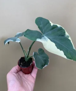 Colocasia Xanthosoma Variegated Plant - Mickey Mouse Elephant Ear Live Plant 5-9" Tall - Image 2