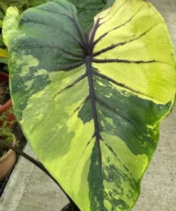 Colocasia Xanthosoma Variegated Plant - Mickey Mouse Elephant Ear Live Plant 5-9