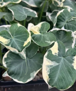 Colocasia Xanthosoma Variegated Plant - Mickey Mouse Elephant Ear Live Plant 5-9" Tall - Image 1