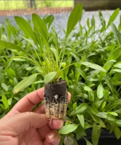 Coreopsis Ruby Frost Live Plant – Perennial Flower, Frost-Tolerant, 1