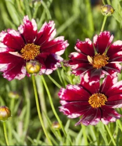 Coreopsis Ruby Frost Live Plant – Perennial Flower, Frost-Tolerant, 1