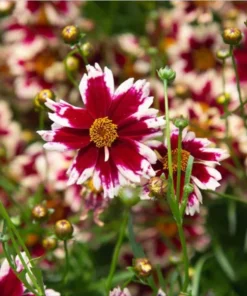 Coreopsis Ruby Frost Live Plant – Perennial Flower, Frost-Tolerant, 1