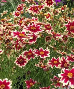Coreopsis Ruby Frost Live Plant – Perennial Flower, Frost-Tolerant, 1
