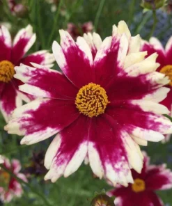 Coreopsis Ruby Frost Live Plant – Perennial Flower, Frost-Tolerant, 1