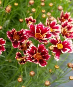 Coreopsis Ruby Frost Live Plant – Perennial Flower, Frost-Tolerant, 1