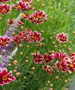 Coreopsis Ruby Frost Live Plant – Perennial Flower, Frost-Tolerant, 1