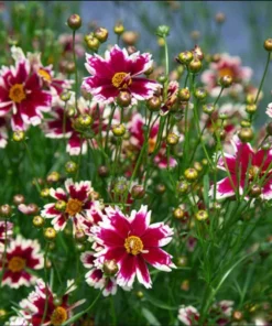 Coreopsis Ruby Frost Live Plant – Perennial Flower, Frost-Tolerant, 1