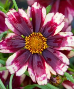 Coreopsis Ruby Frost Live Plant – Perennial Flower, Frost-Tolerant, 1