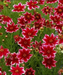 Coreopsis Ruby Frost Live Plant – Perennial Flower, Frost-Tolerant, 1
