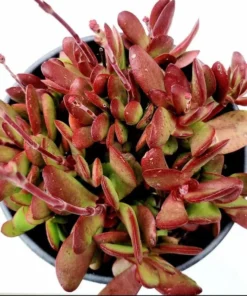 Crassula Clavata Succulent Live Plant – 2 Inch Pot – Indoor/Outdoor - Image 2