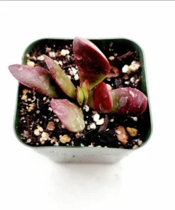 Crassula Clavata Succulent Live Plant – 2 Inch Pot – Indoor/Outdoor - Image 6