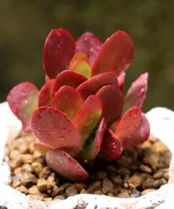 Crassula Clavata Succulent Live Plant – 2 Inch Pot – Indoor/Outdoor - Image 1