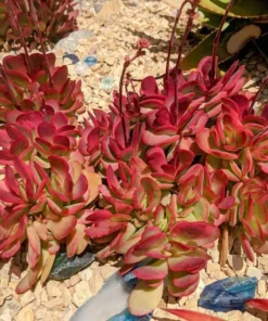 Crassula Clavata Succulent Live Starter Plant – 4 Inch Bare Root – Indoor/Outdoor - Image 3