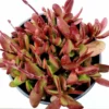 Crassula Clavata Succulent Live Starter Plant – 4 Inch Bare Root – Indoor/Outdoor - Image 1