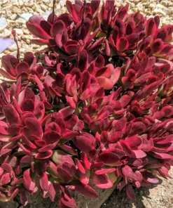 Crassula Clavata Succulent Live Starter Plant – 4 Inch Bare Root – Indoor/Outdoor - Image 4