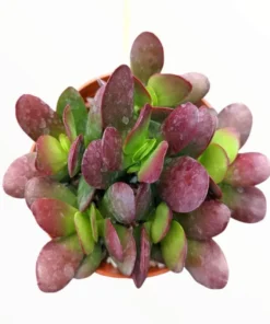Crassula Clavata Succulent Live Starter Plant – 4 Inch Bare Root – Indoor/Outdoor - Image 5