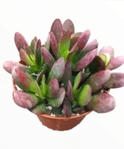 Crassula Clavata Succulent Live Starter Plant – 4 Inch Bare Root – Indoor/Outdoor - Image 6